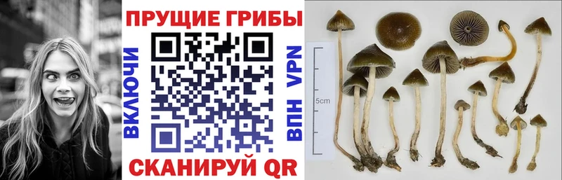 Псилоцибиновые грибы Cubensis  Анива 